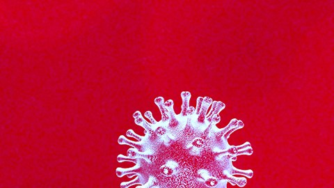 Detectan por primera vez en una granja de Estados Unidos alpacas infectadas con gripe aviar