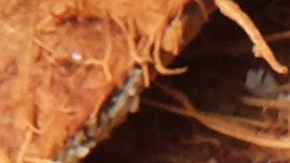 Cáscara de coco