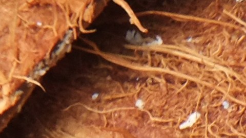 Cáscara de coco