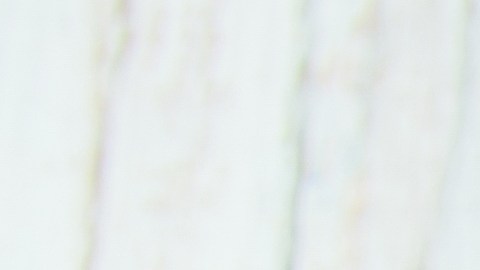 Hojas de apio