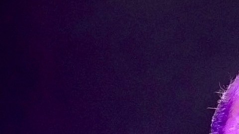 Lucero.