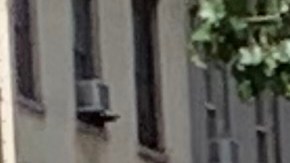 Divisiones por proyecto de ley sobre trabajadores de restaurantes que reciben propinas en NY