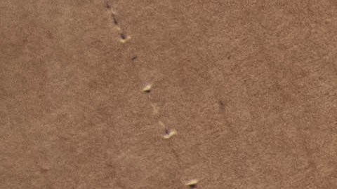 Primarias en Puerto Rico