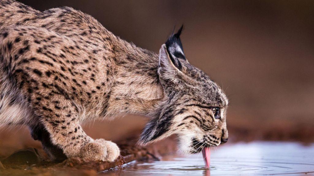 El lince ibérico sale de la lista de especies en peligro de extinción
