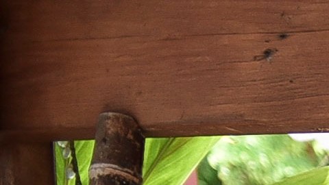Agricultura Puerto Rico