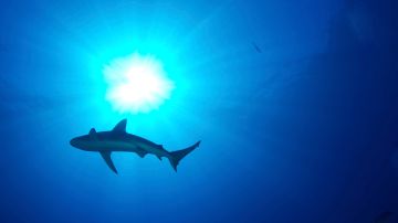 Los ataques de tiburón son muy poco frecuentes, pero el Distrito de Bomberos de South Walton solicitó a los bañistas que fueran "conscientes de la situación en el agua".