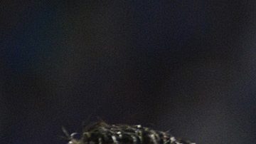 Ricardo Centurion durante su tiempo en Racing.