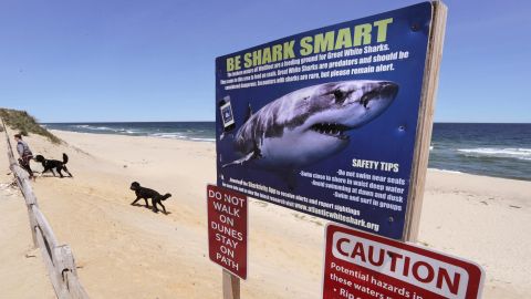 Cape Cod Sharks