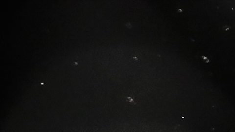 Conferencia de prensa de la pelea entre Nate Díaz-Jorge Masvidal termina en batalla campal [Video]