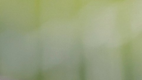 La MLS poco a poco se va convirtiendo en una de las principales ligas de fútbol en el mundo.