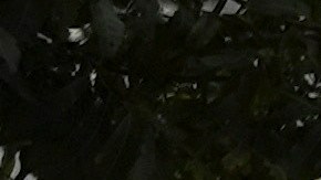 Hasta la fecha la policía de Ecuador no se ha manifestado al respecto.