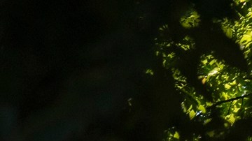 La Corte Suprema decidió en contra de una mujer y su esposo salvadoreño.