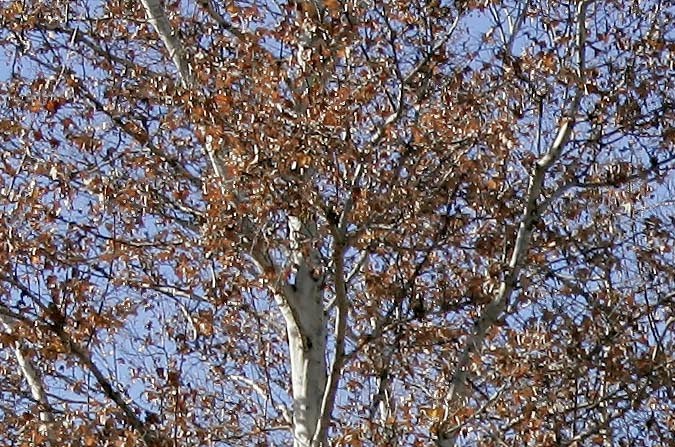 Neverland Ranch actualmente pertenece a Ron Burkle.