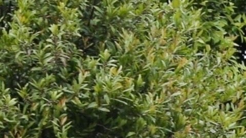 La casa rodante es marca Airstream, modelo Flying Cloud.