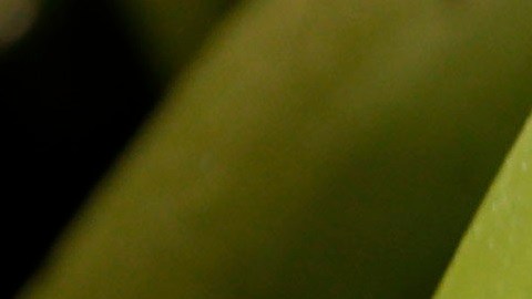 Chiquita opera en varias partes de América Latina.