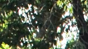 Gala Montes, actriz mexicana.