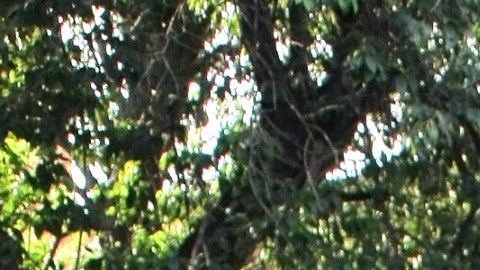 Gala Montes, actriz mexicana.