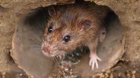 Rata