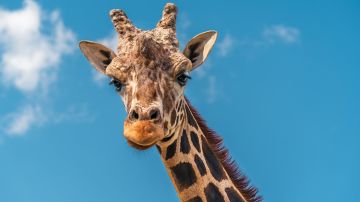 Jirafa