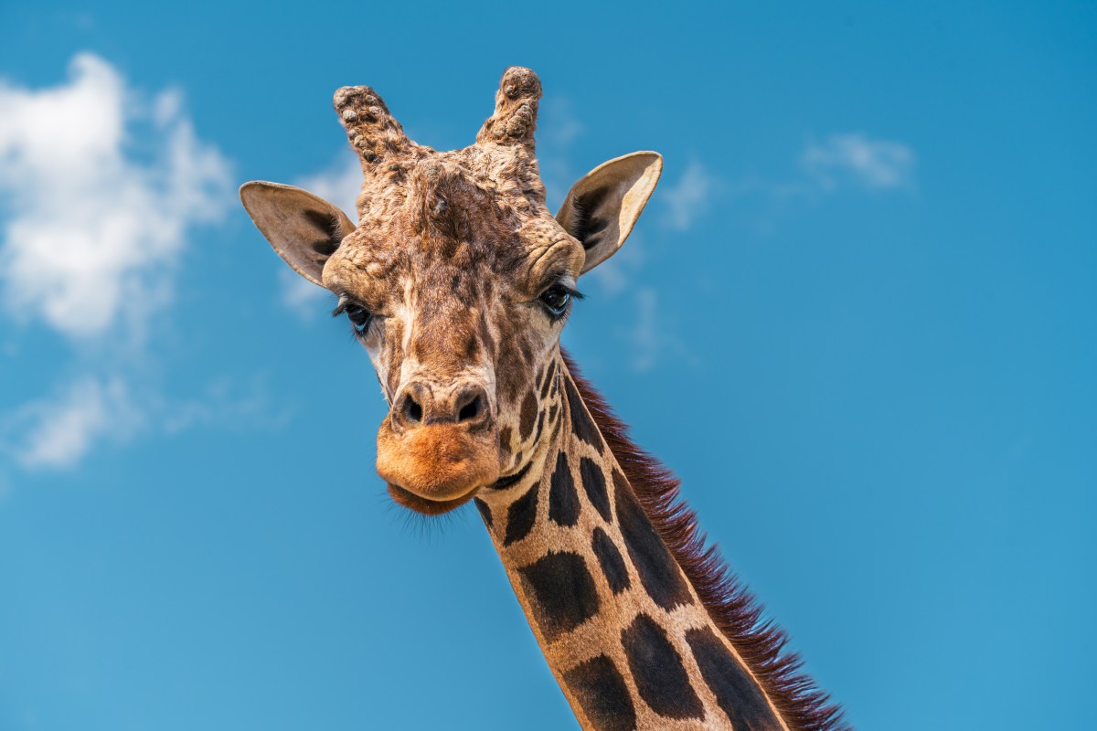 Increíble: Jirafa levanta en el aire a niña de 2 años en safari de Texas