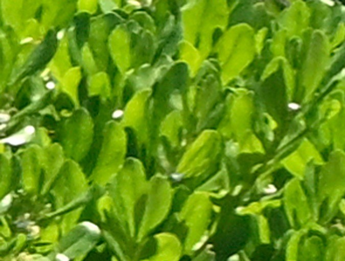 Sydney Sweeney ha pasado unos días de descanso en su casa de Florida.