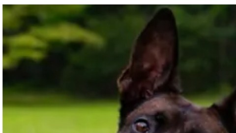 La oficial K9, Coba, de 4 años murió por impactos de bala. Su entrenador Richard “Cole” Powell.