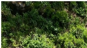 El hombre viajaba con sus cuatro perros, uno llegó a un campamento para pedir ayuda.