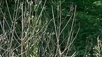 Se cree que Callihan y Brunett salieron como pareja previamente, informó el jefe de la oficina del sheriff.