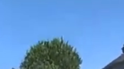 Video viral: cerdito puso a correr a oficiales de la policía en California que pretendían atraparlo