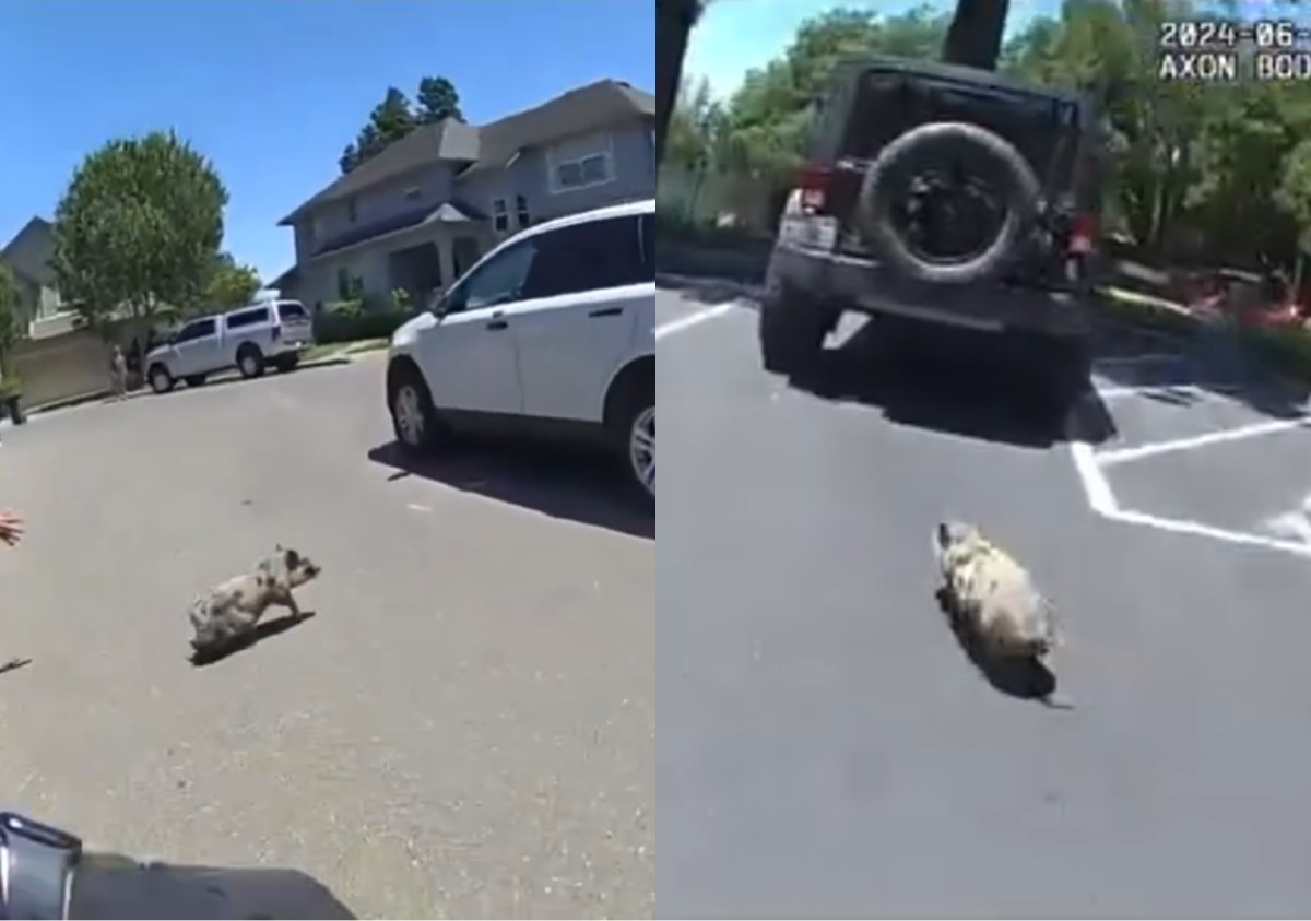 Video viral: cerdito puso a correr a oficiales de la policía en California que pretendían atraparlo