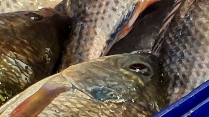 Tilapia