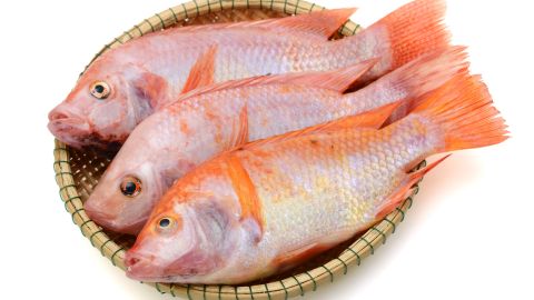 Tilapia