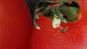 Alimentos que ayudan a la salud cerebral