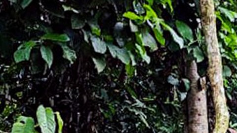 ¿Cómo reaccionó Colombia ante el cierre con alambres de púas de pasos por Darién?