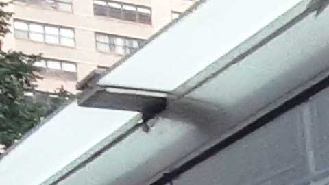 Ola de calor en Nueva York.