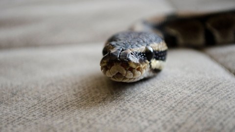 Serpiente en casa