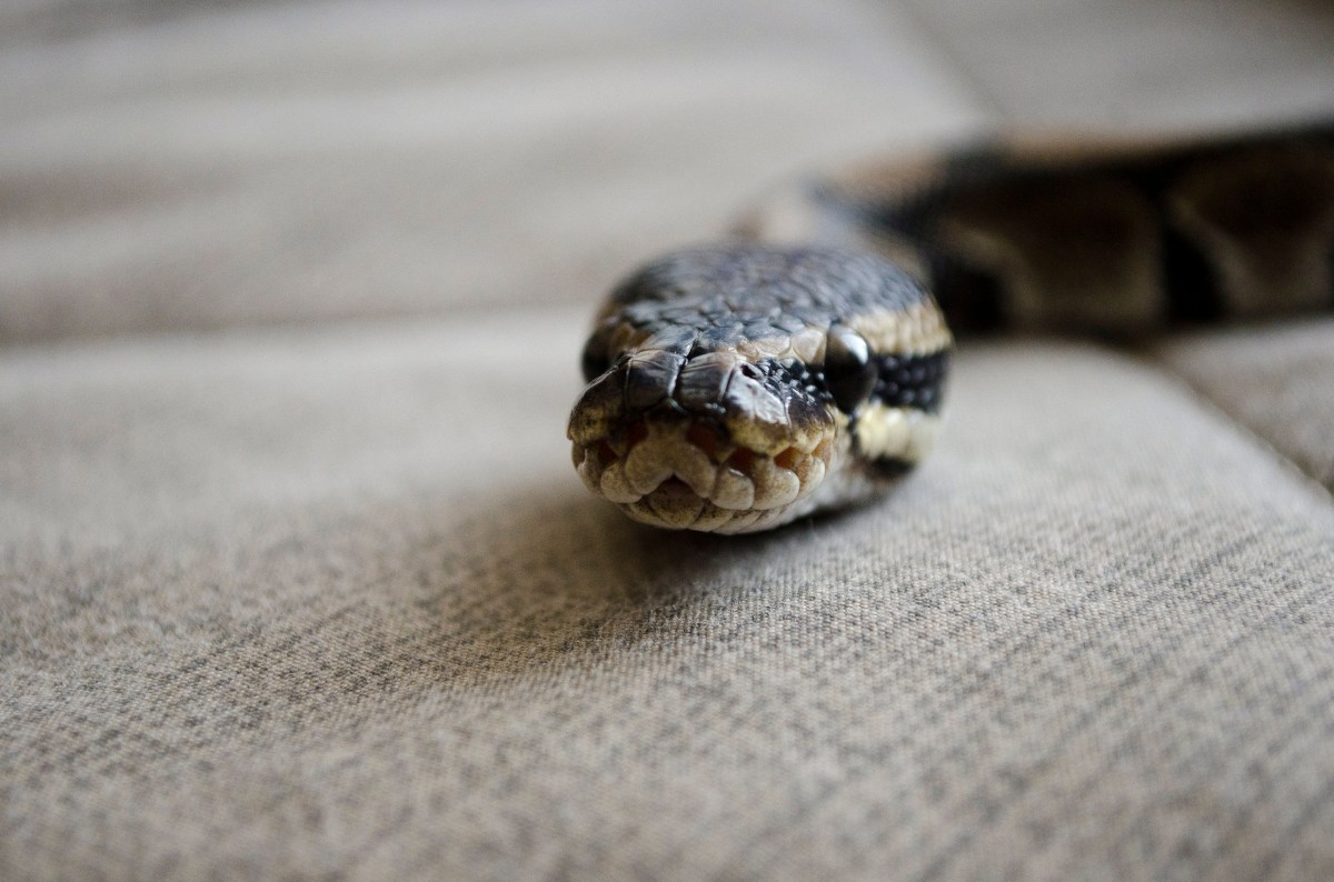 4 señales que te harán saber si hay una serpiente en tu casa