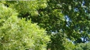 Gracie Mansion, residencia oficial del alcalde de NYC, está rodeada por Carl Schurz Park en Manhattan.