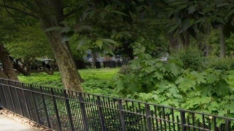 Tompkins Square Park, East Village, NYC.