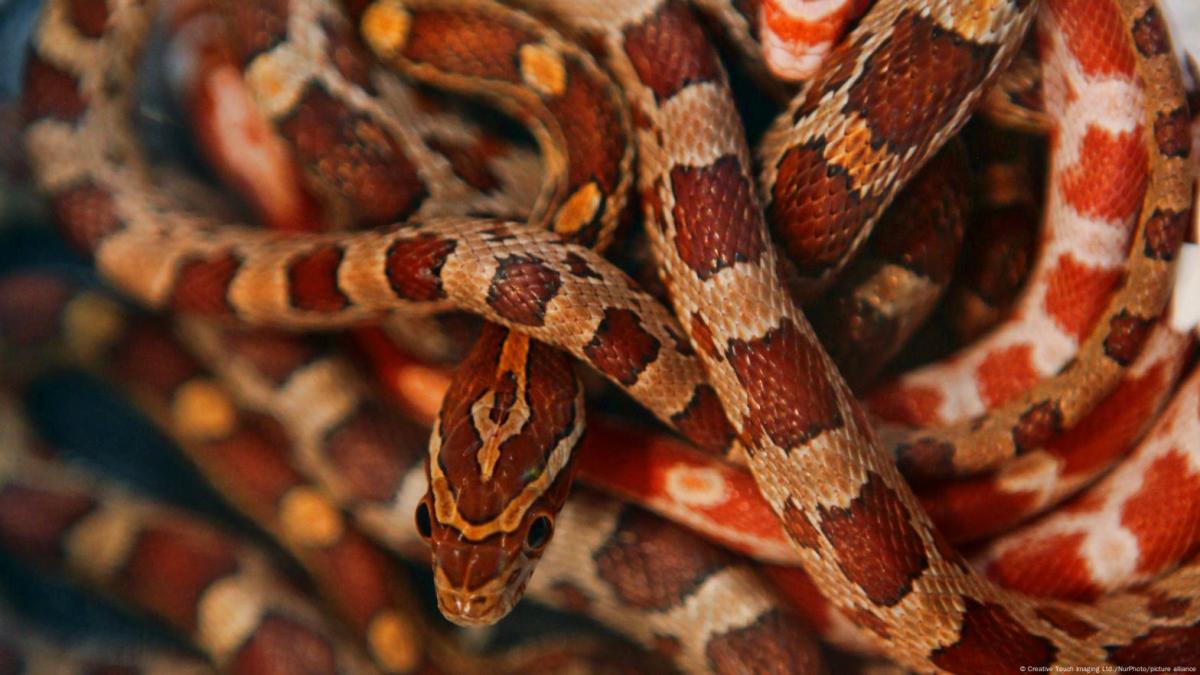 Hombre es detenido en China por llevar 100 serpientes vivas escondidas en sus pantalones