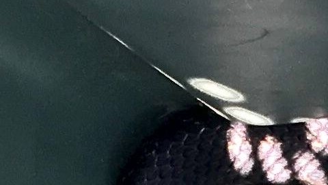 Serpiente