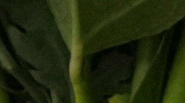 Ecuatoriano Richard Carapaz