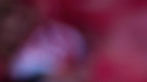 Fanáticos de Turquía en la Eurocopa.