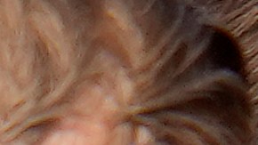 La campaña de Trump había estado buscando recursos adicionales durante la mayor parte del tiempo que el magnate neoyorquino estuvo fuera del cargo.