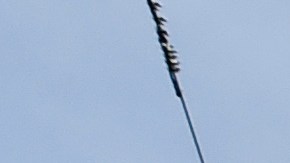 Cada vez es más habitual ver mascotas en las gradas del Citi Field.