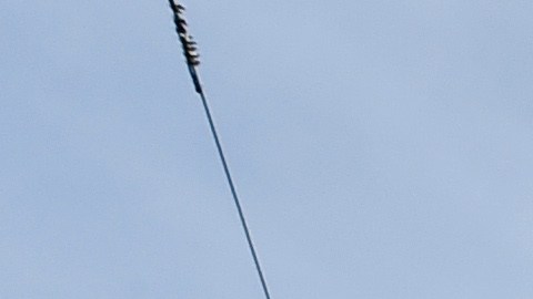 Cada vez es más habitual ver mascotas en las gradas del Citi Field.
