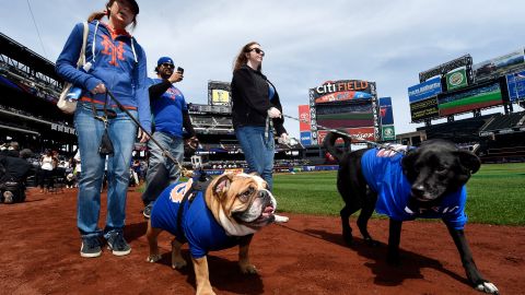 Cada vez es más habitual ver mascotas en las gradas del Citi Field.