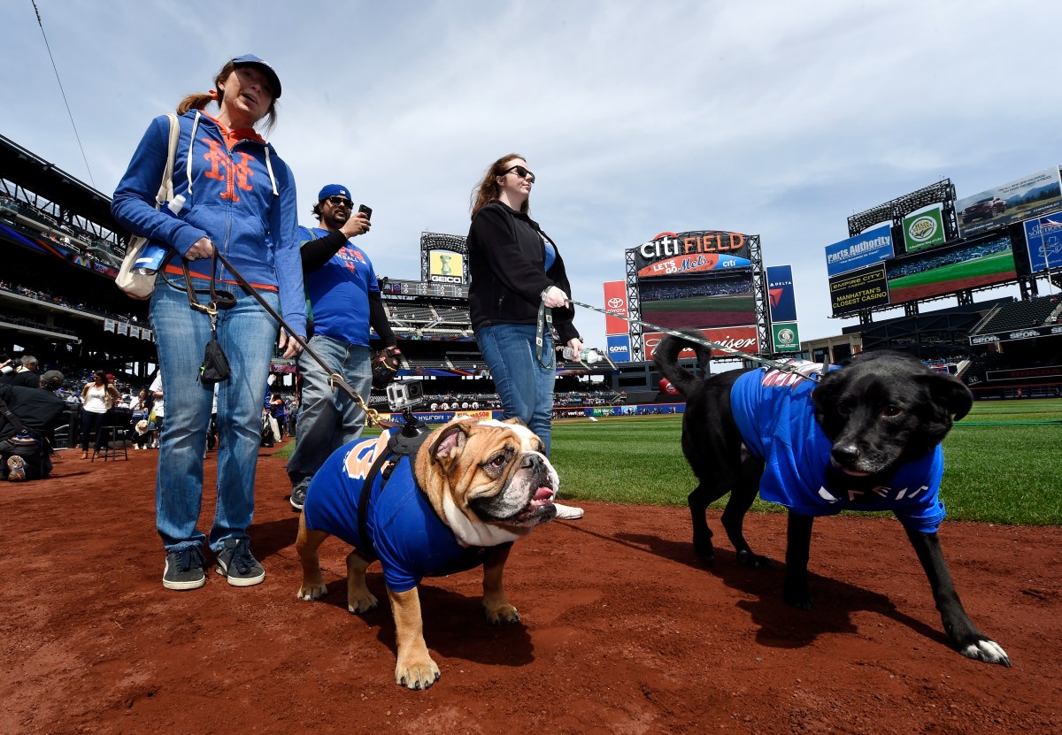 Perrito se roba el show al comer Hot Dogs en el Citi Field