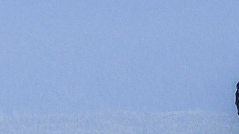 Experto en biología dice que la ballena salió del mar con la boca abierta, lo que significa que buscaba su alimento y nunca vio el barco.