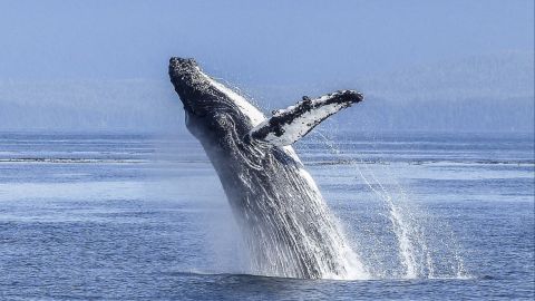 Experto en biología dice que la ballena salió del mar con la boca abierta, lo que significa que buscaba su alimento y nunca vio el barco.